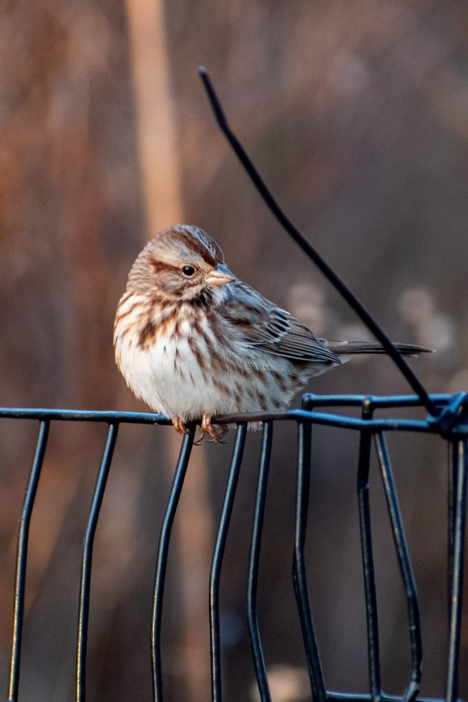 Song sparrow, Prospect Park