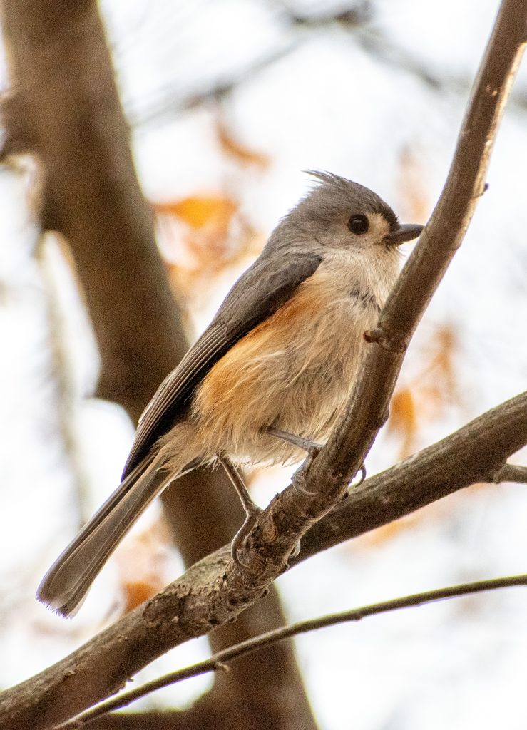 Tufted titmouse, Prospect Park
