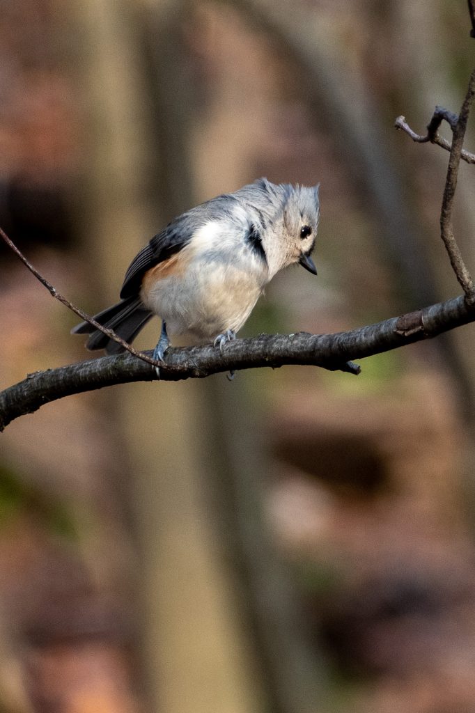 Tufted titmouse, Prospect Park