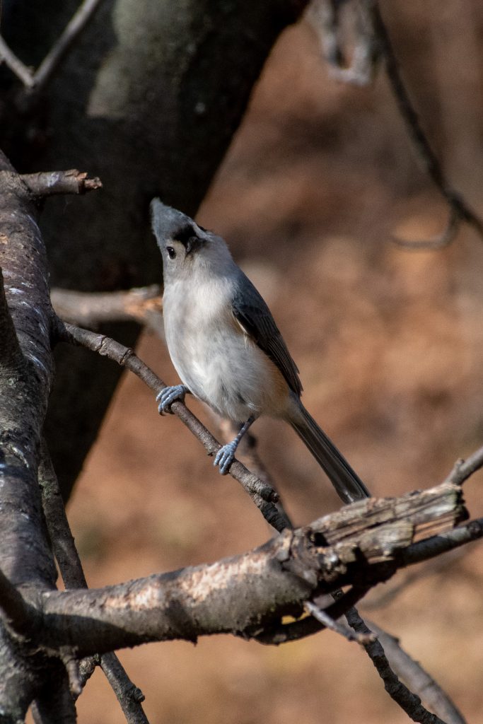 Tufted titmouse, Greenwood Cemetery