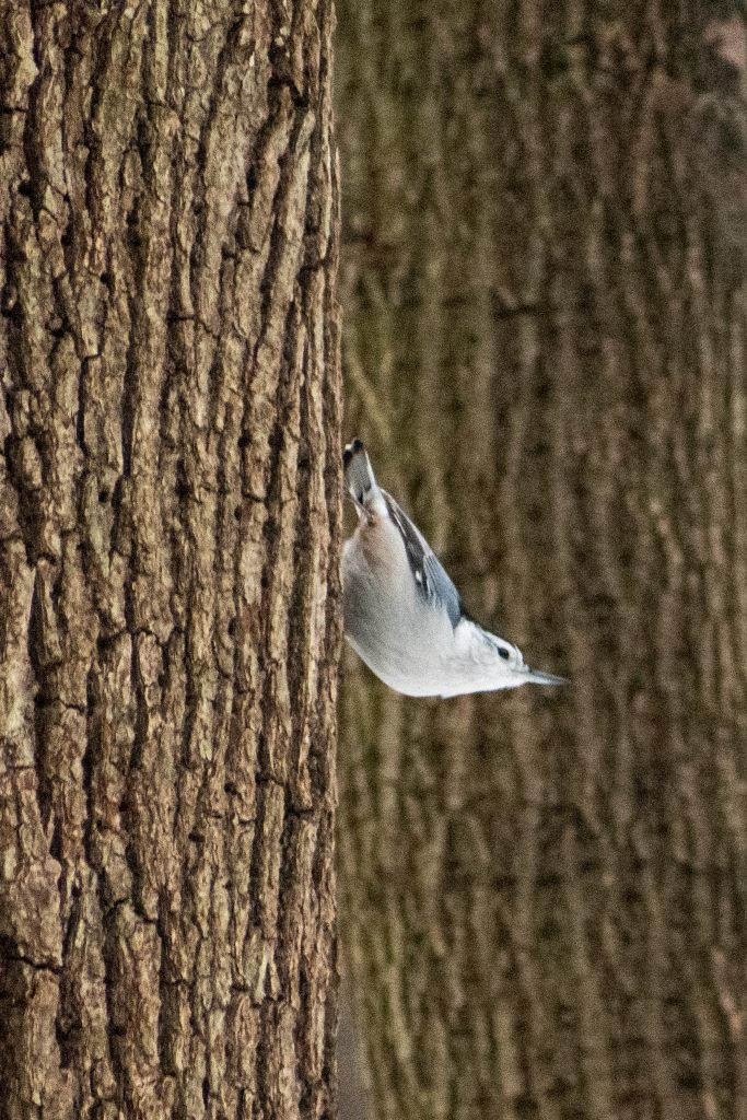 White-breasted nuthatch, Prospect Park