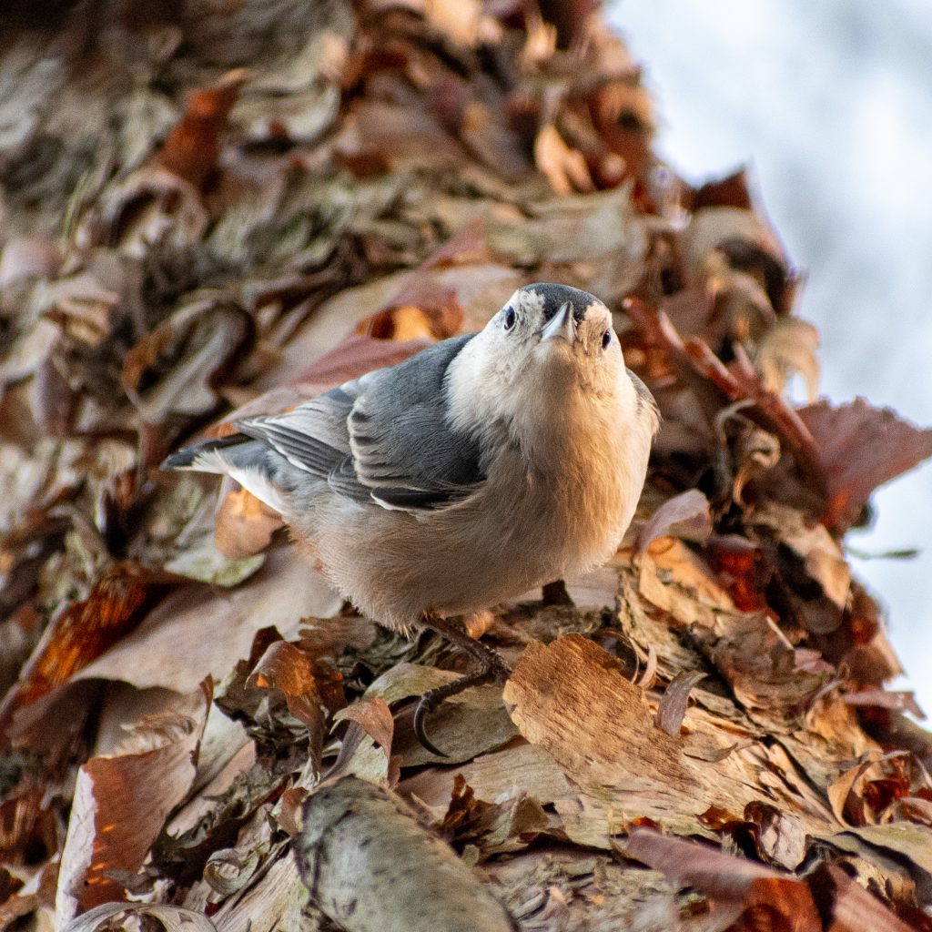 White-breasted nuthatch, Prospect Park