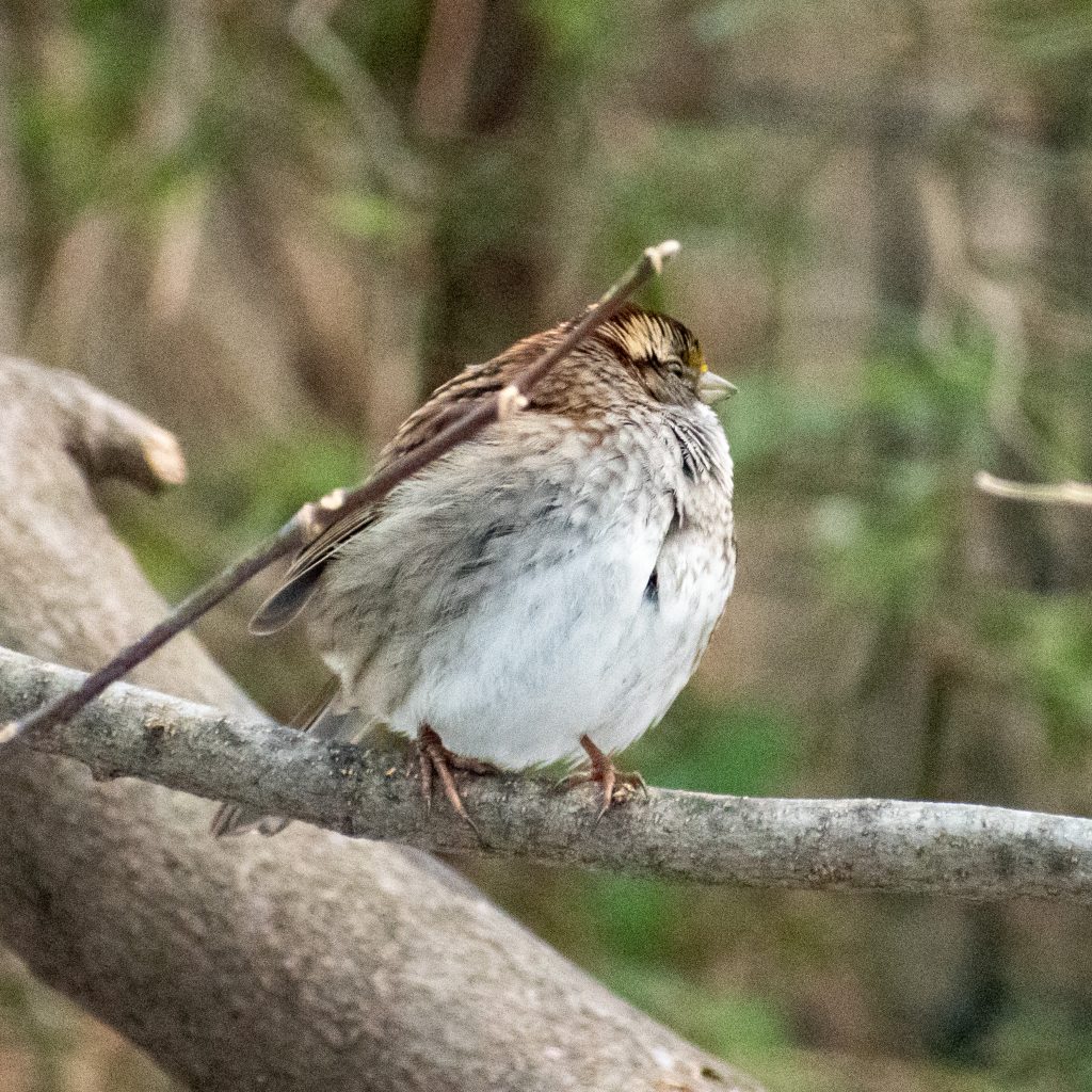 White-throated sparrow, Prospect Park
