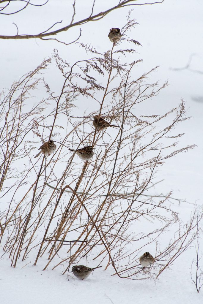 White-throated sparrows, Prospect Park