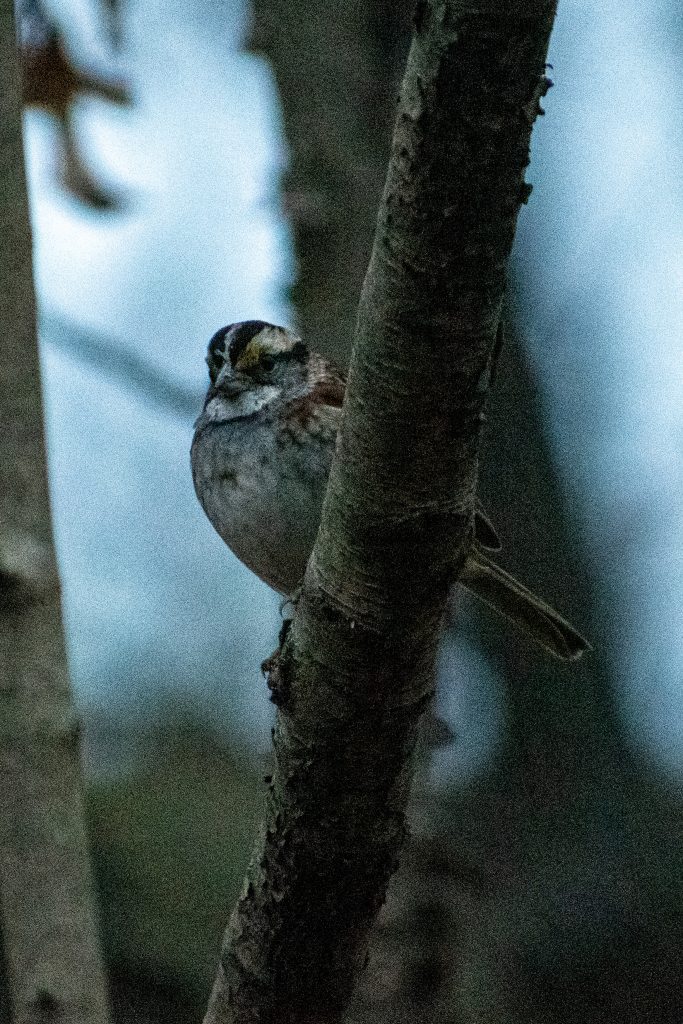 White-throated sparrow, Prospect Park