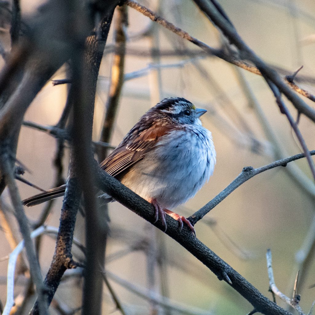 White-throated sparrow, Prospect Park