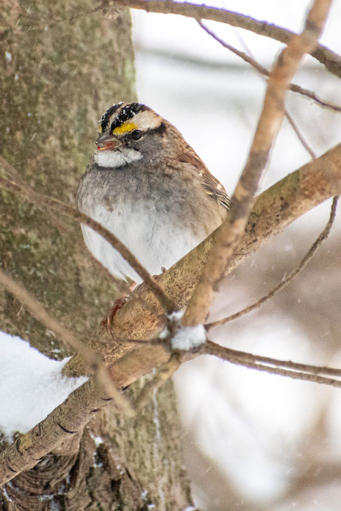 White-throated sparrow, Prospect Park