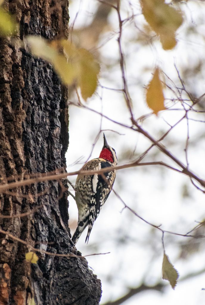 Yellow-bellied sapsucker, Prospect Park