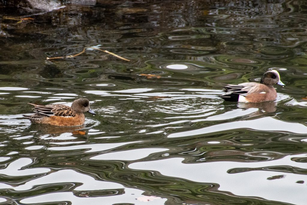 American wigeons, Bush Terminal Park