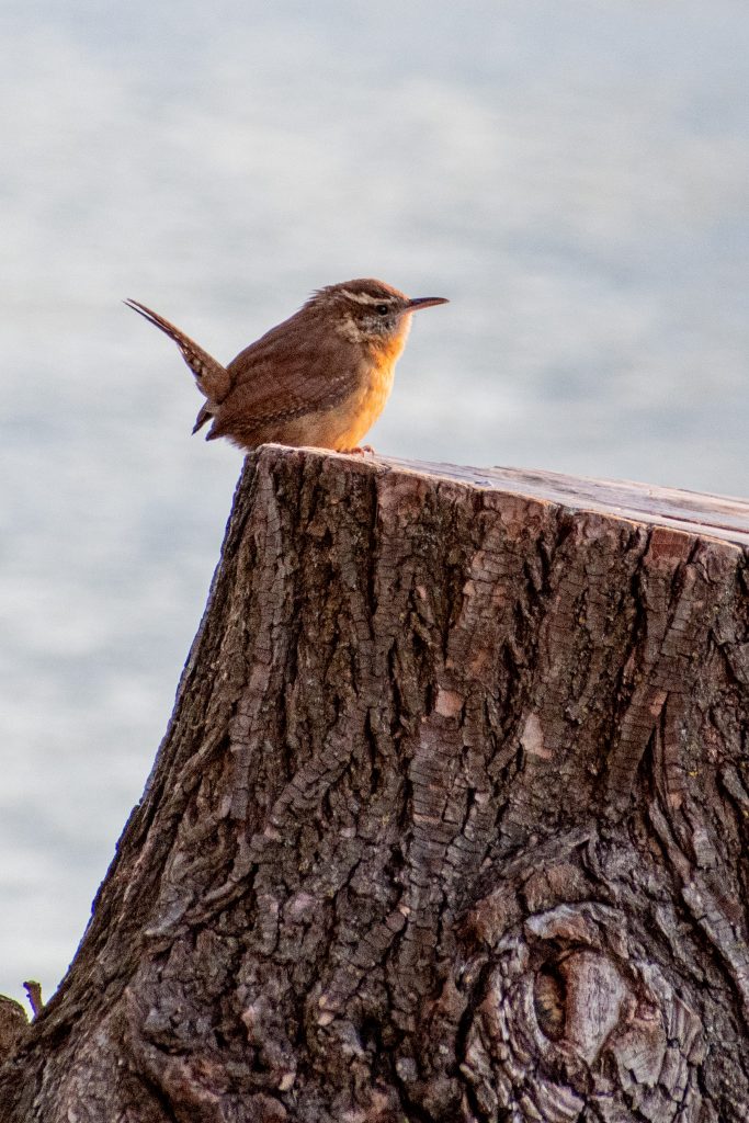 Carolina wren, Prospect Park