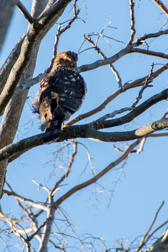 Cooper's hawk (juvenile), Marine Park Salt Marsh