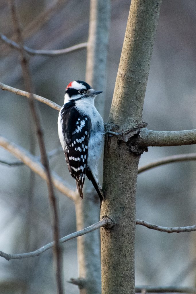 Downy woodpecker, Prospect Park