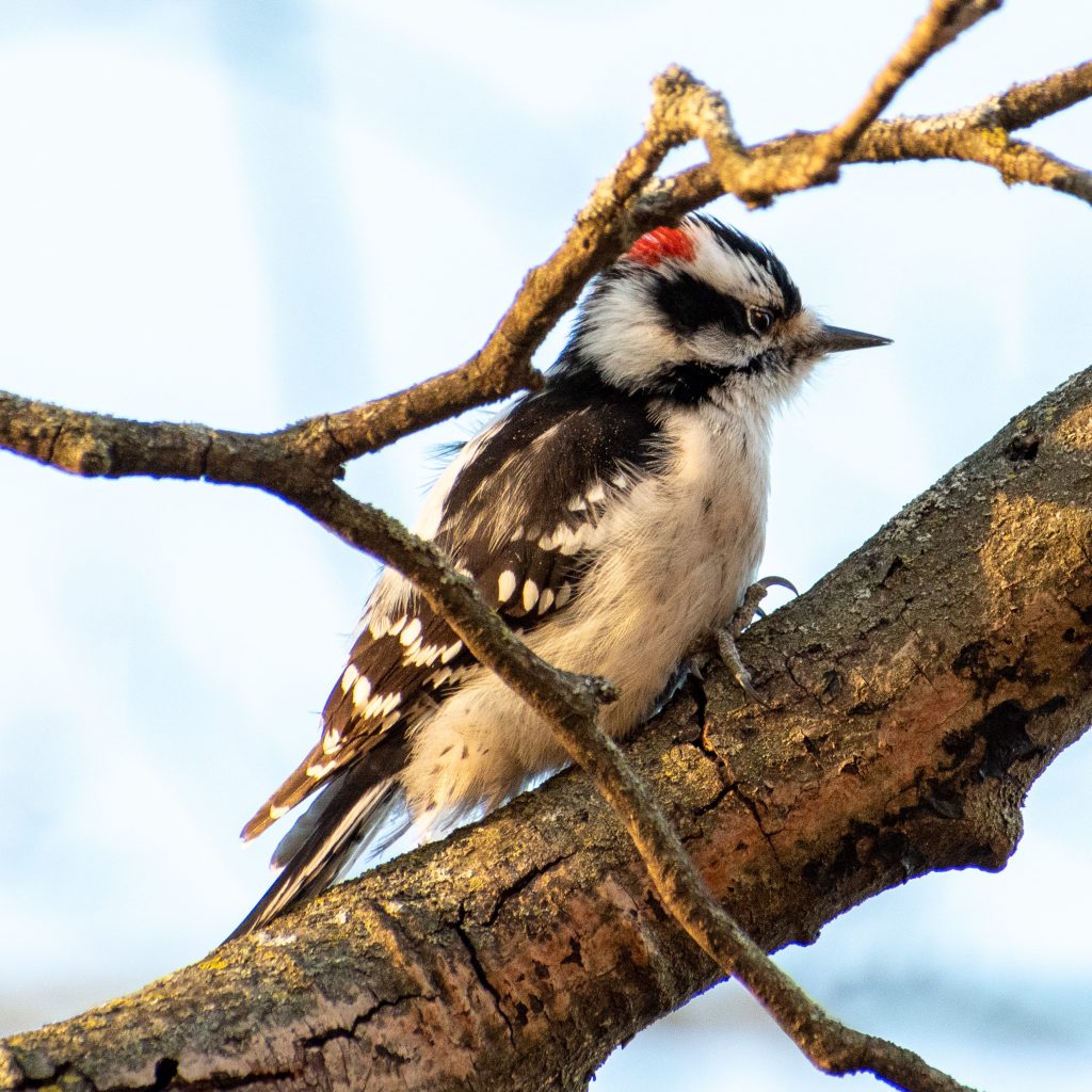 Downy woodpecker, Greenwood Cemetery