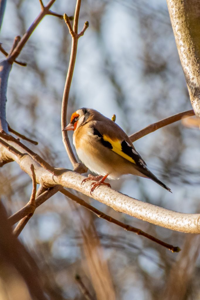 European goldfinch, Prospect Park