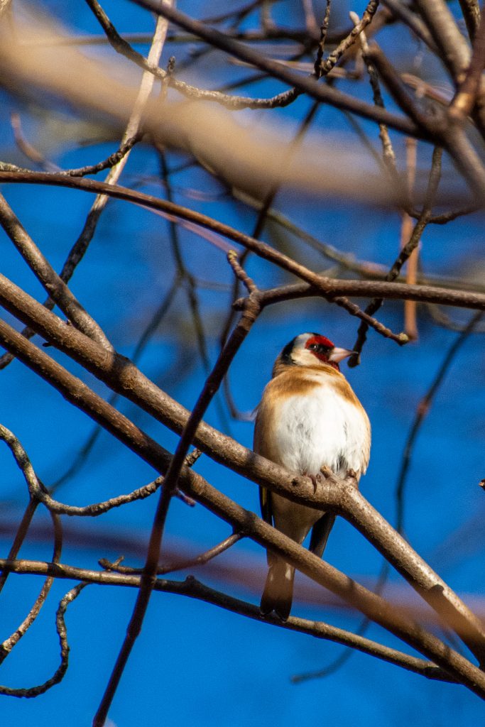 European goldfinch, Prospect Park
