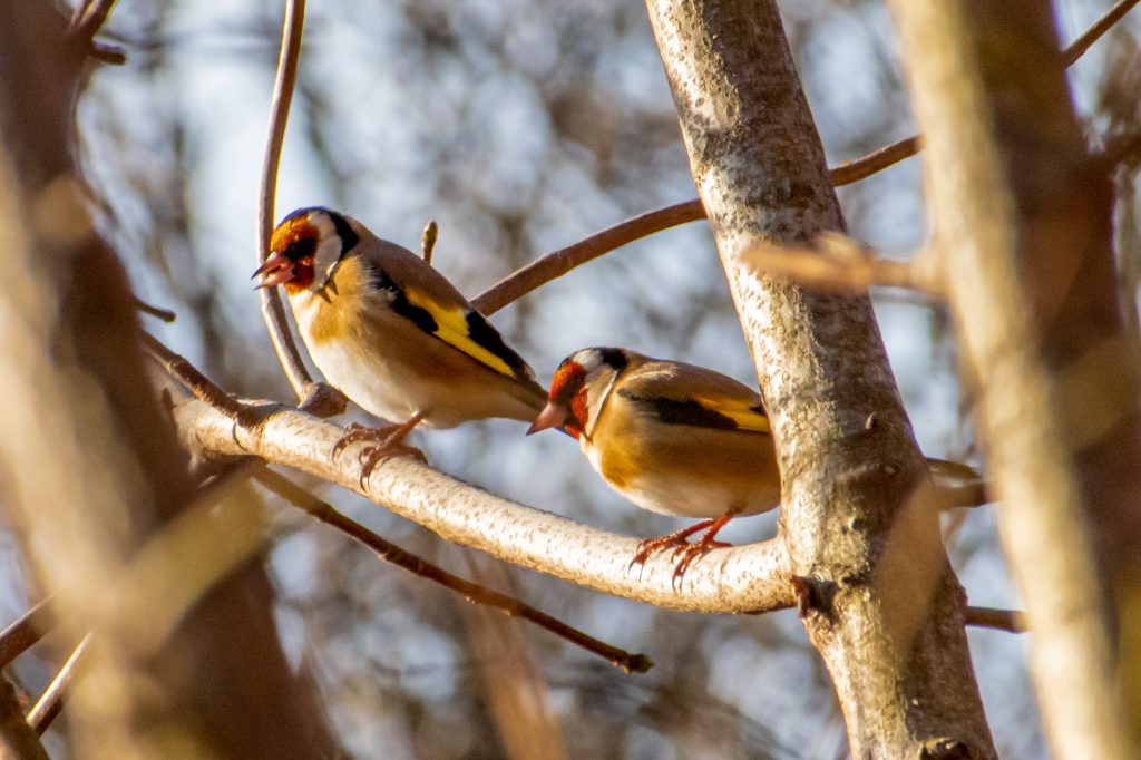 European goldfinches, Prospect Park