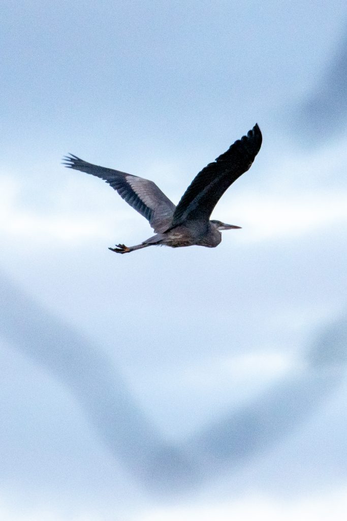 Great blue heron, Prospect Park