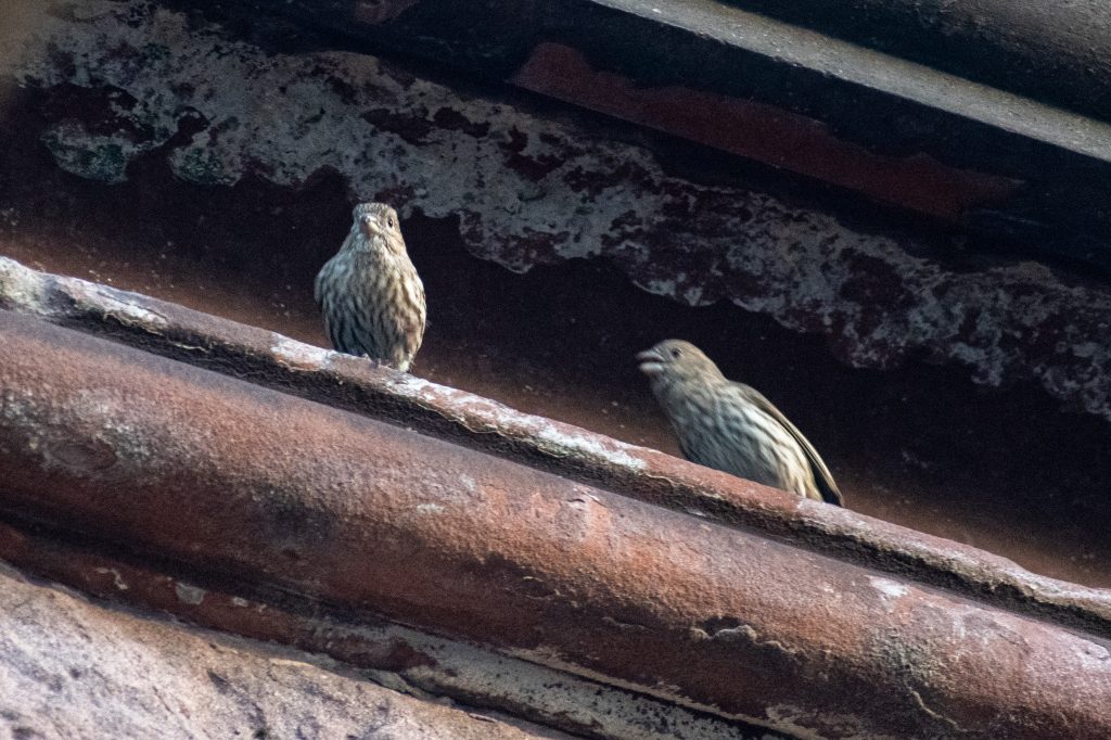 House finches, Prospect Park