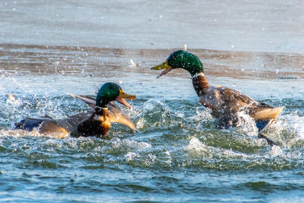 Mallards, Prospect Park Mallards, Prospect Park