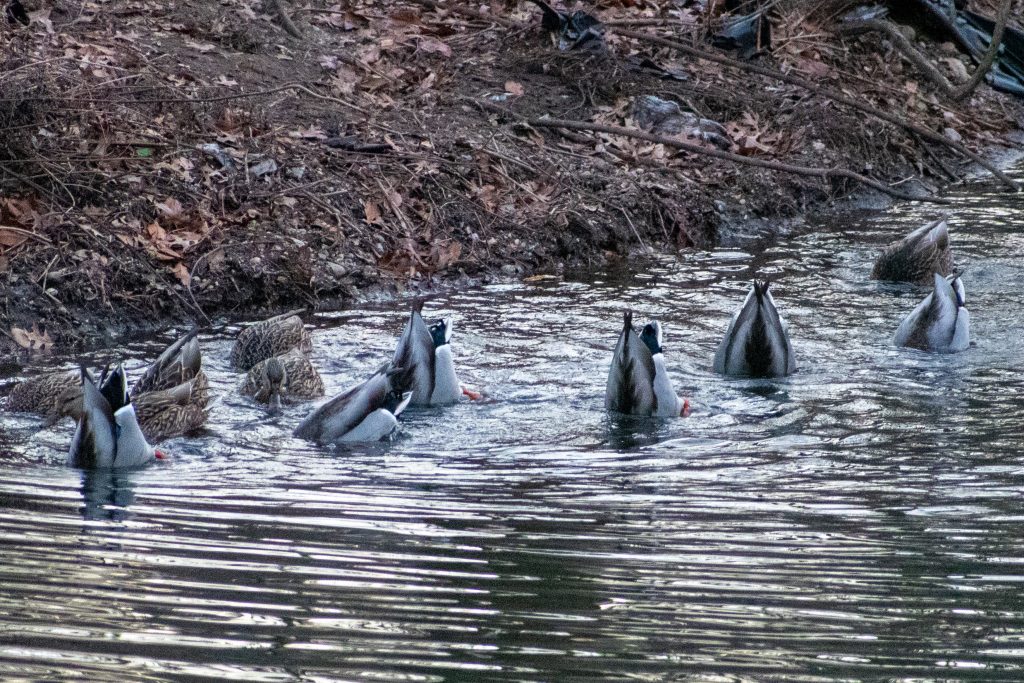 Mallards, Prospect Park