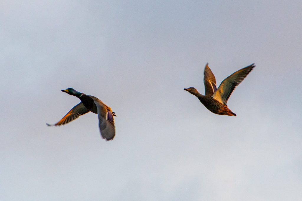 Mallards, Prospect Park