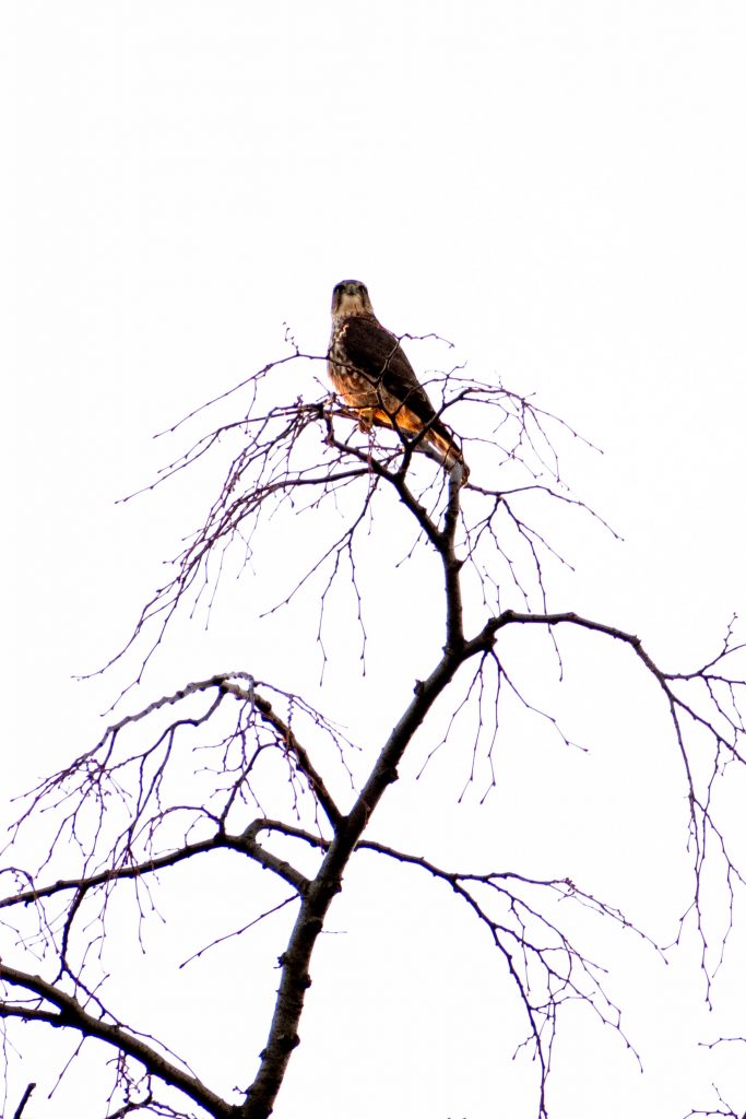 Merlin, Prospect Park