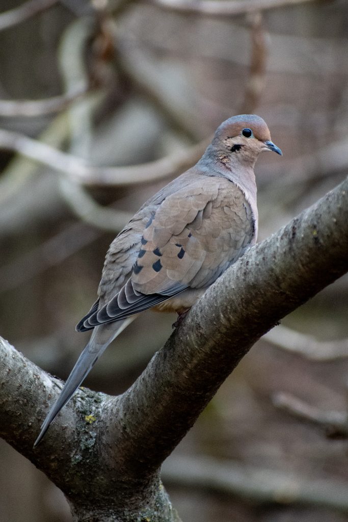 Mourning dove, Prospect Park