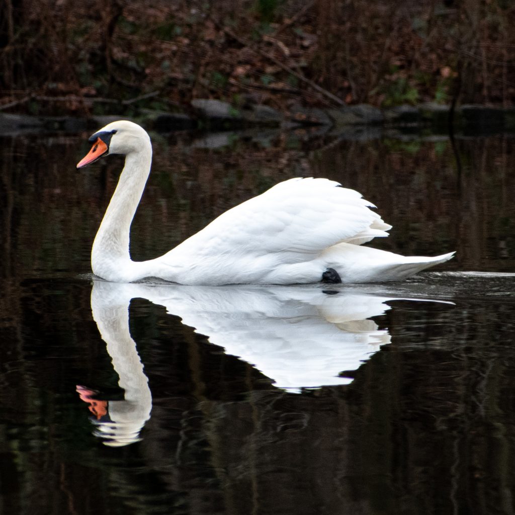 Mute swan, Prospect Park