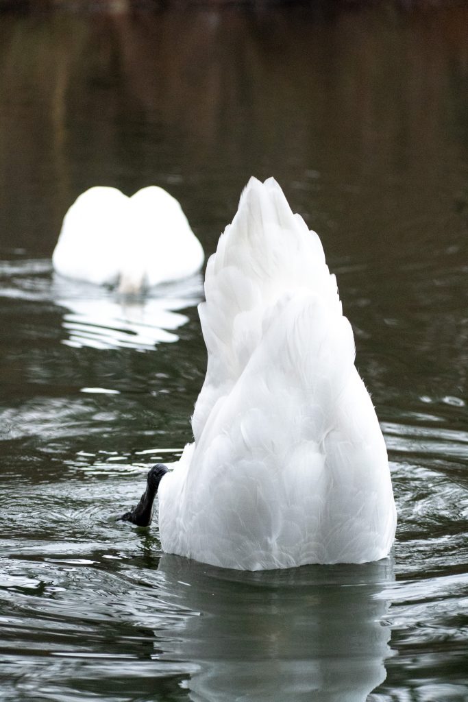 Mute swans, Prospect Park