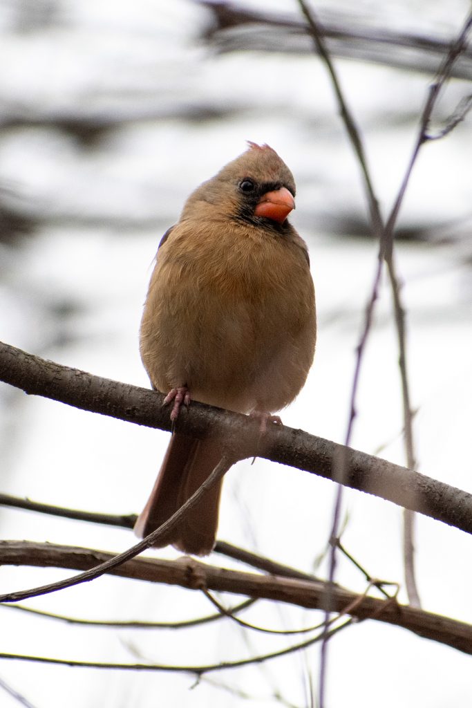 Northern cardinal (female), Prospect Park