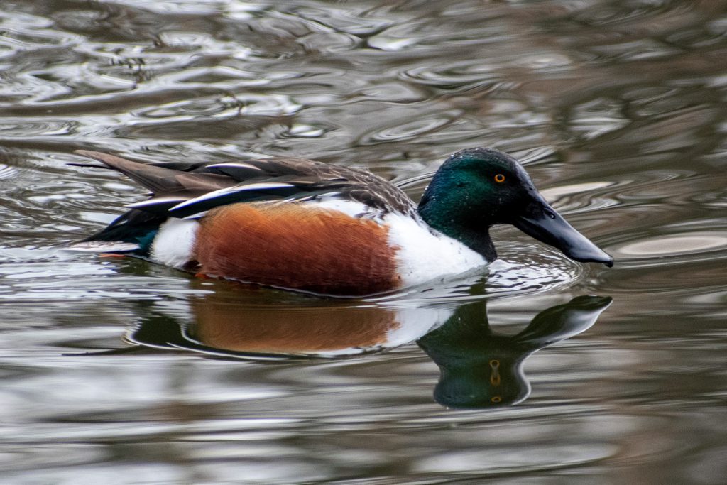 Northern shoveler, Prospect Park