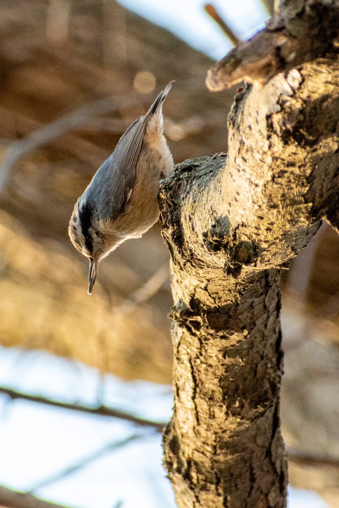 Red-breasted nuthatch, Greenwood Cemetery