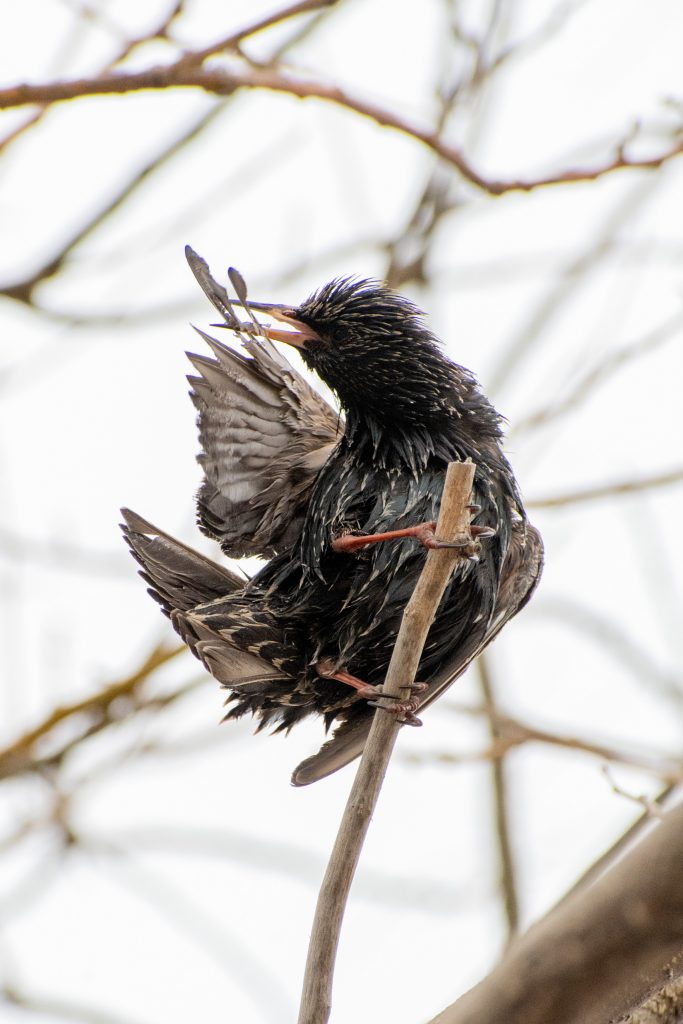 Starling, Bush Terminal Park
