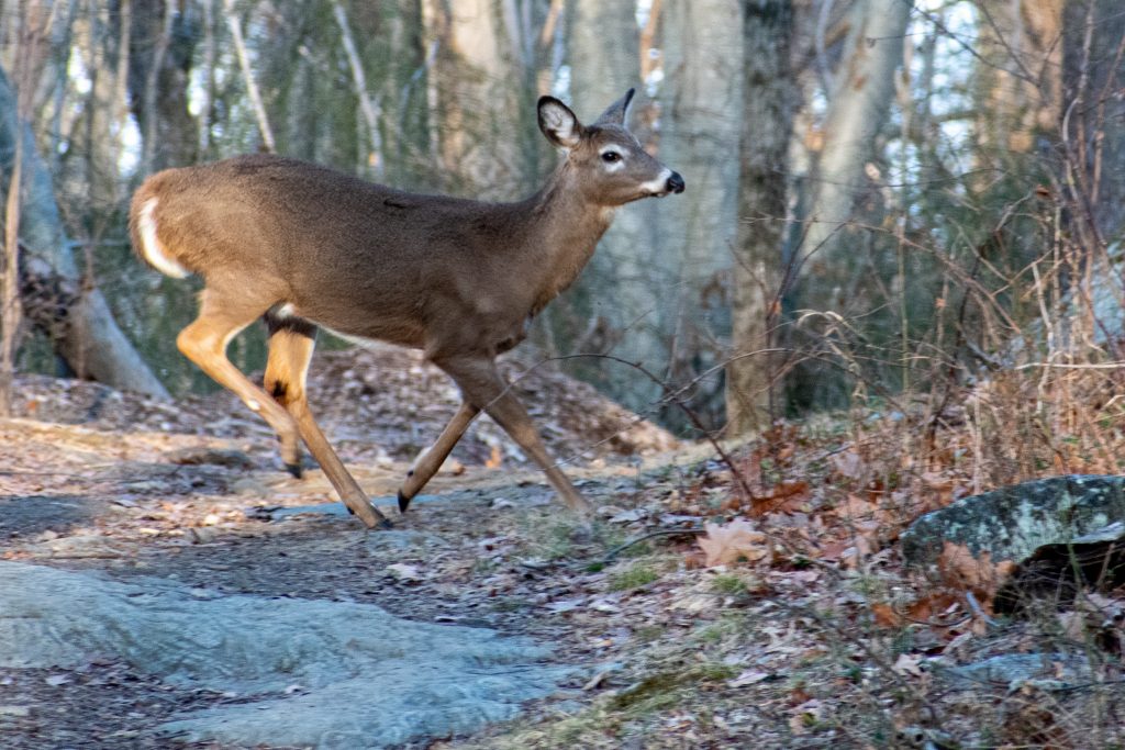 Deer, Rockefeller State Preserve