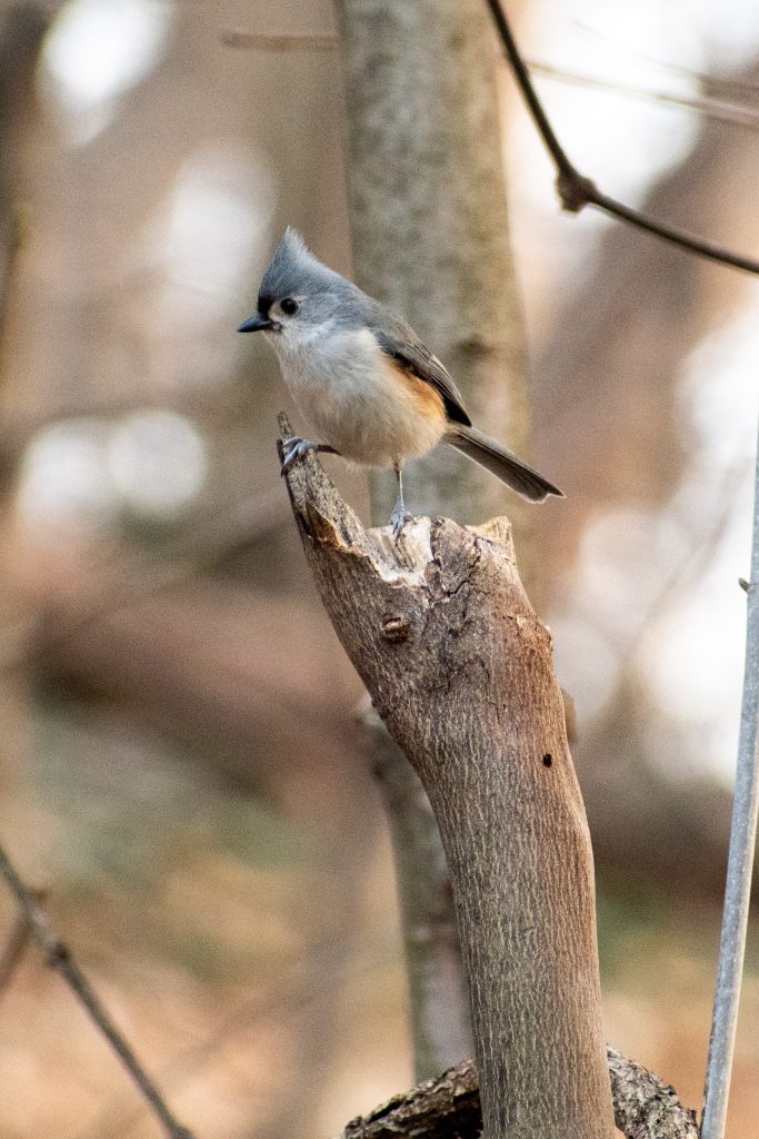 Tufted titmouse, Prospect Park Tufted titmouse, Prospect Park