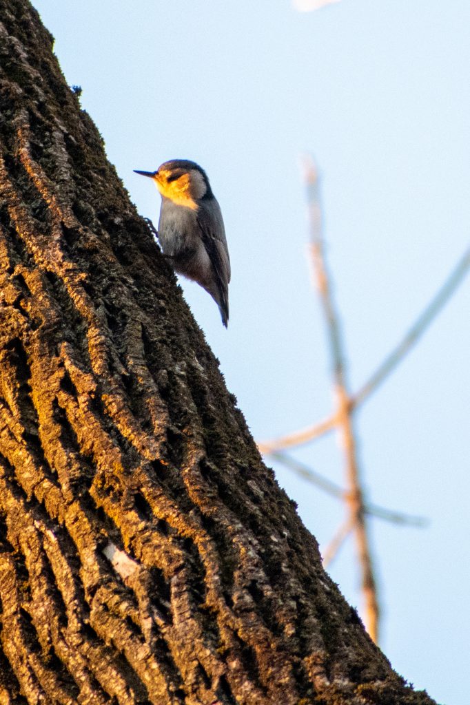 White-breasted nuthatch, Prospect Park