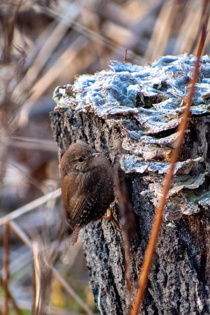 Winter wren, Prospect Park