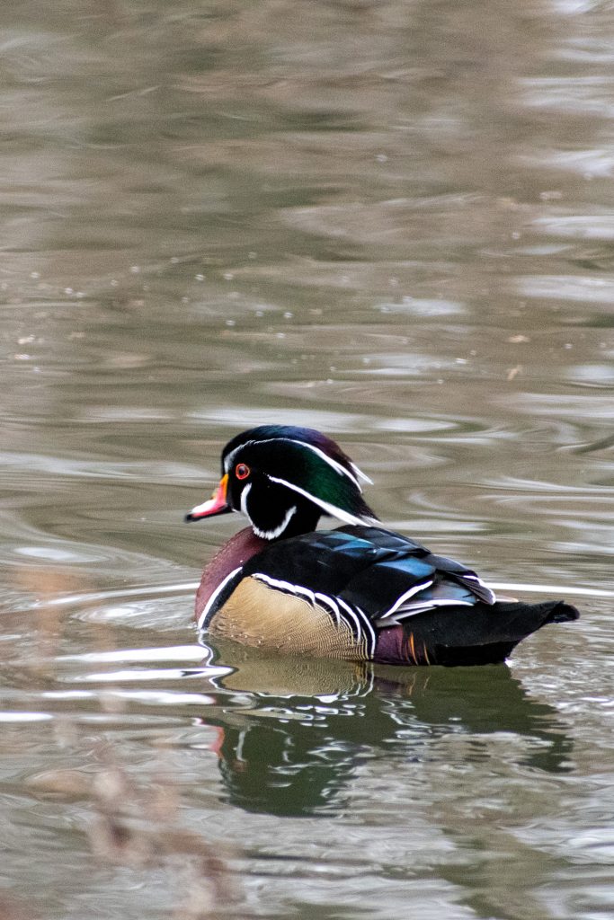 Wood duck, Prospect Park