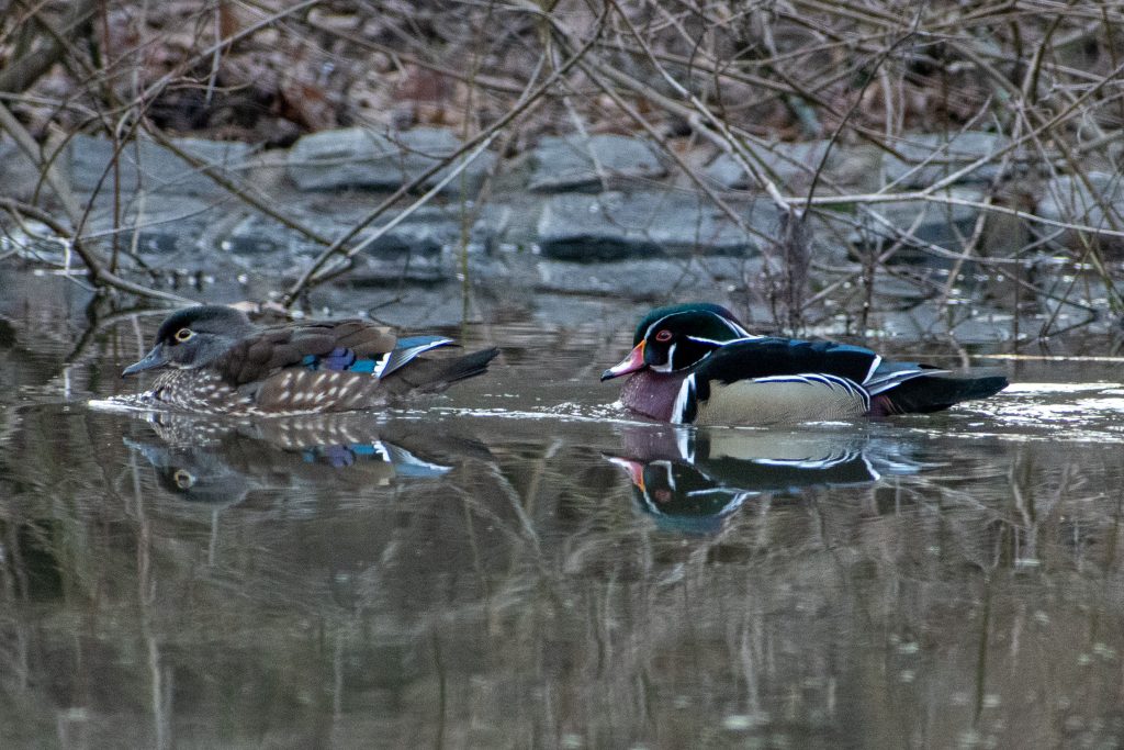 Wood ducks, Prospect Park