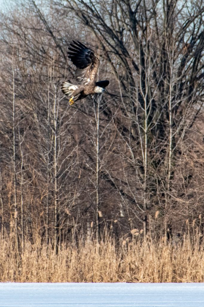 Bald eagle, Prospect Park