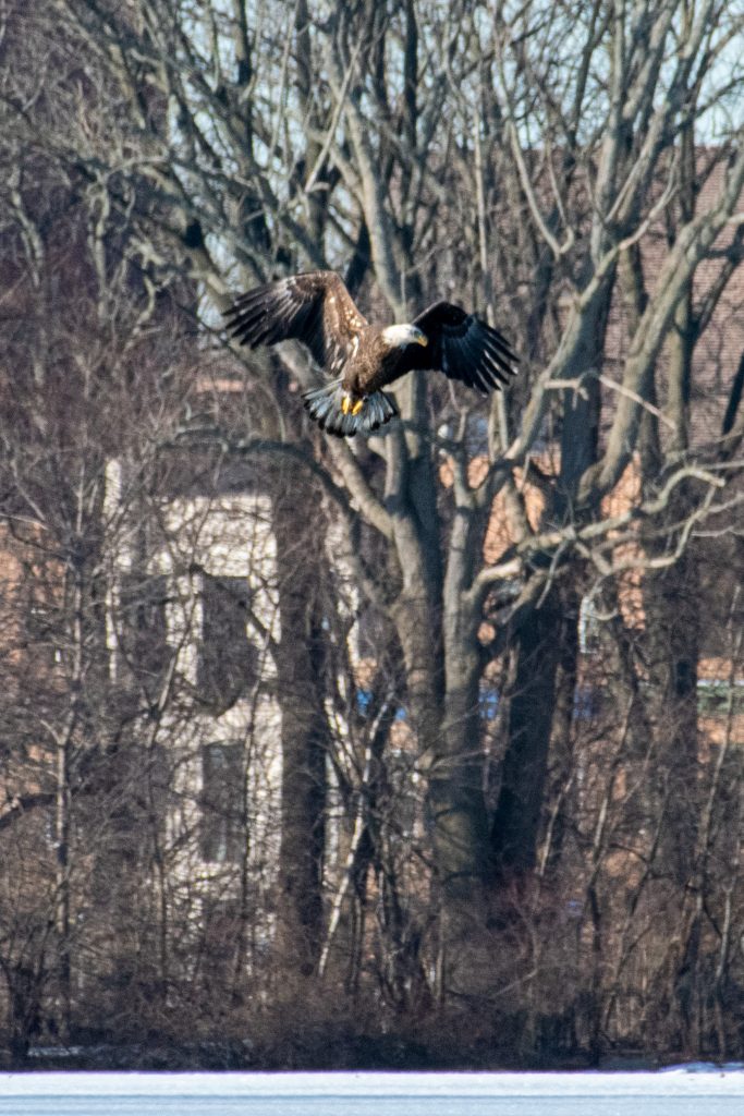 Bald eagle, Prospect Park