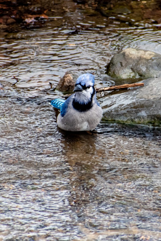 Blue jay, Prospect Park