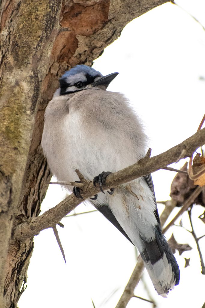 Bluejay, Prospect Park