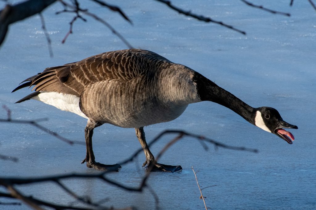 Canada goose, Prospect Park