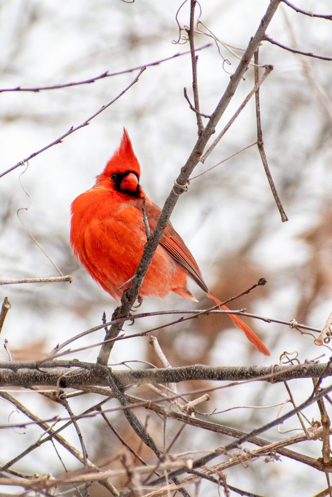 Northern cardinal, Prospect Park