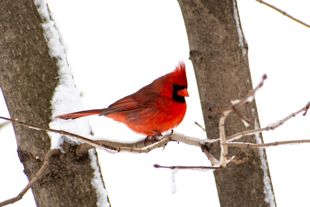 Cardinal (male), Prospect Park