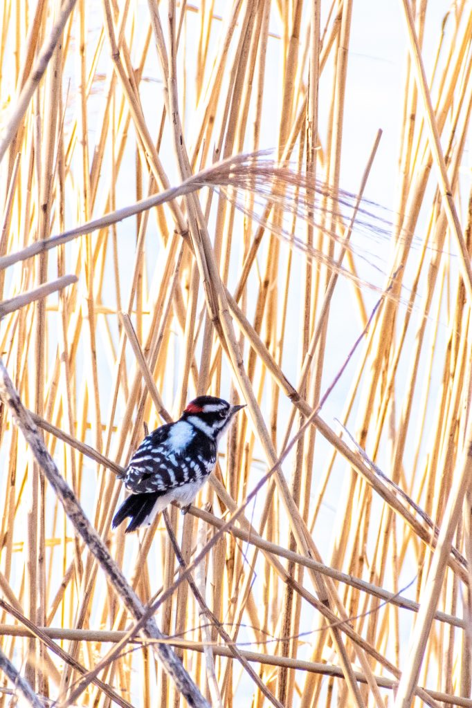 Downy woodpecker, Prospect Park