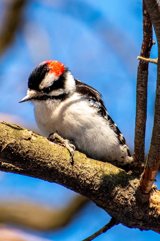 Downy woodpecker, Prospect Park