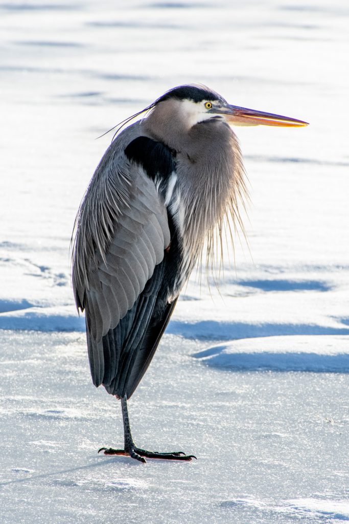 Great blue heron, Prospect Park