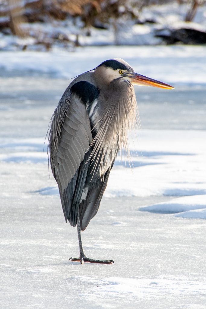 Great blue heron, Prospect Park